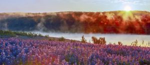 Spicewood, Texas landscape of bluebonnets and lake.