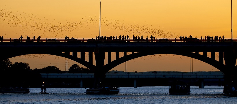 Bats coming out from a bridge in Austin, Texas.